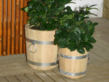 Blumenk&uuml;bel Akazie